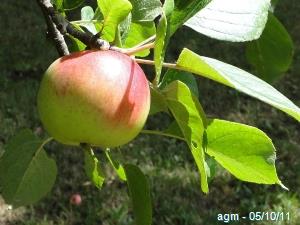 Pomme de jardin non traité - agm