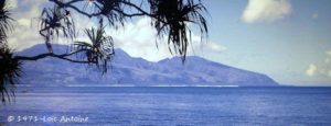 Moorea vue de Tahiti avec son récif - En premier plan un Pandanus ou fara en langue polynésienne