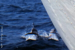 Sauts de dauphins - Méditerranée - mai 2016