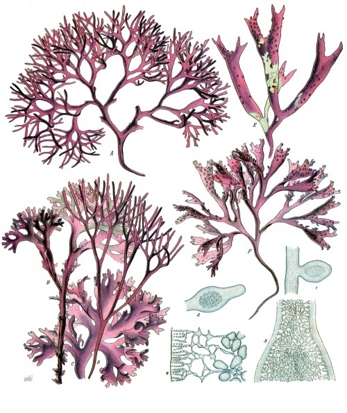 Chondrus crispus - Franz Eugen Köhler, Köhler's Medizinal-Pflanzen, Public domain, via Wikimedia Commons