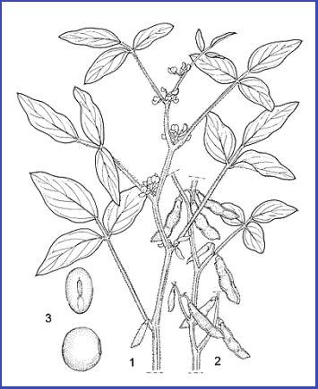 1. rameau en fleurs 2. rameau en fruits 3. graines Dessin de la plante de soja (Glycine max) tiré de Wikipedia (CC - PROTEA))