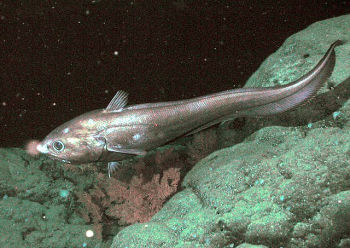 Par NOAA/MBARI — http://www.mbnms-simon.org/other/photos/photo_info.php?photoID=417, Domaine public, https://commons.wikimedia.org/w/index.php?curid=1935687