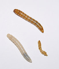 Ver de farine venant de muer (blanc), près de son ancienne cuticule froissée ou exuvie et une autre larve de couleur sombre, avant la mue.