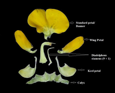 Détail d'une fleur de papilionacée - Par Delince — Travail personnel, CC BY-SA 4.0, https://commons.wikimedia.org/w/index.php?curid=58384061
