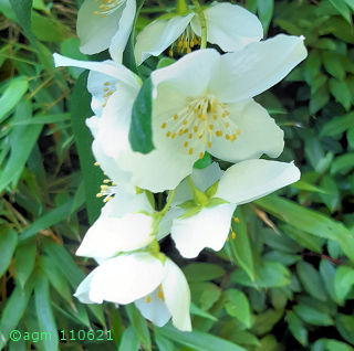 Fleurs de seringat - Philadelphus coronarius - 11 juin 2021