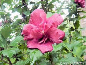 Hibiscus syriacus - variété double