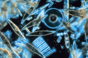 Diatomées sous microscope
