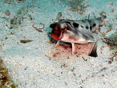 Red-lipped Batfish (Ogcocephalus darwini)