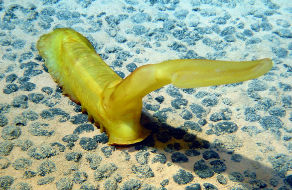 Psychropotes longicauda, holothurie sur champ de nodules dans le Pacifique, 5000 m de profondeur. Campagne Ifremer Nodinaut, 2004