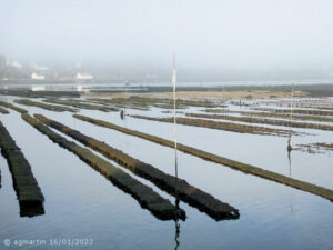 Tables à huîtres dans le golfe du Morbihan