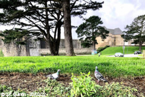 Pigeons bisets près du chateau de Brest