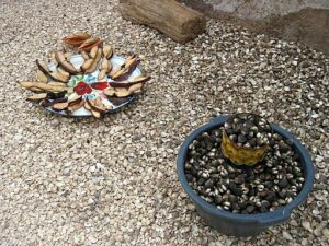 Coquillages au Sénégal - arche et Cymbium
