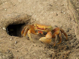 Crabe de terre