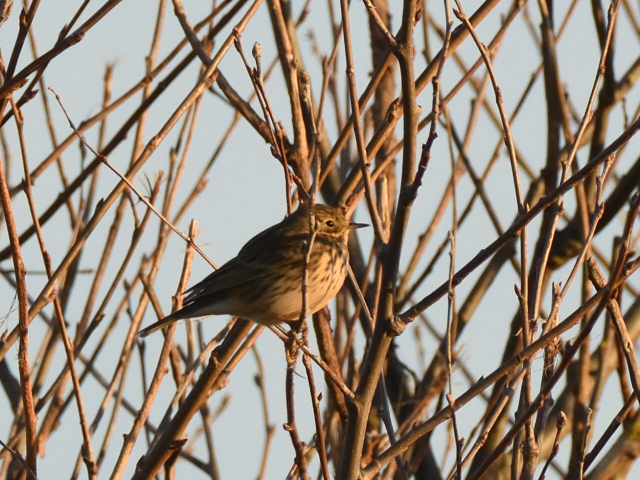 20251016_1059_DSC_05_Pipit farlouse