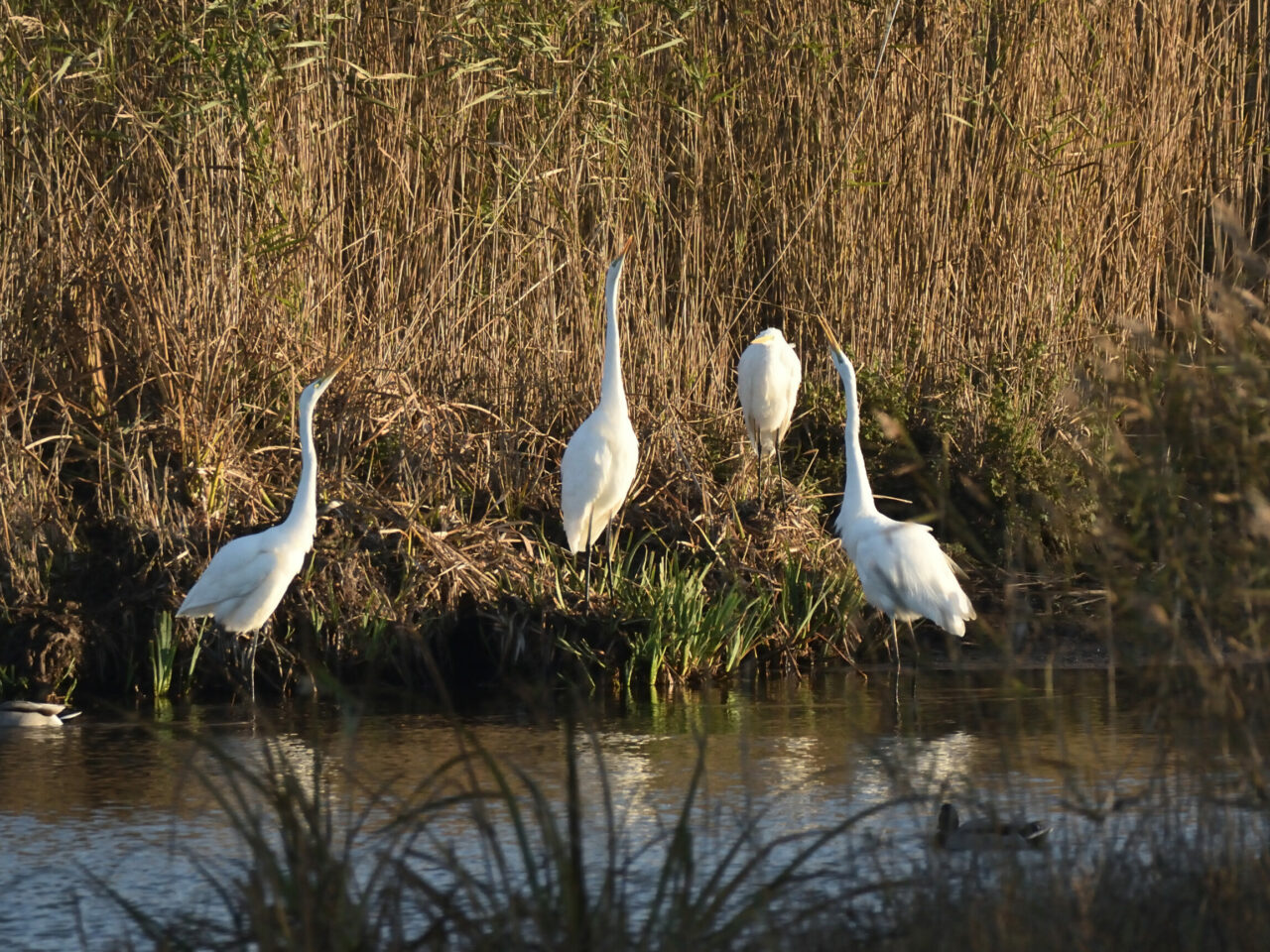 20251016_1059_DSC_08_Grandes aigrettes