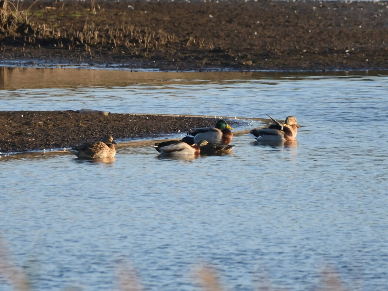 20251016_1059_DSC_09_Canards colvert