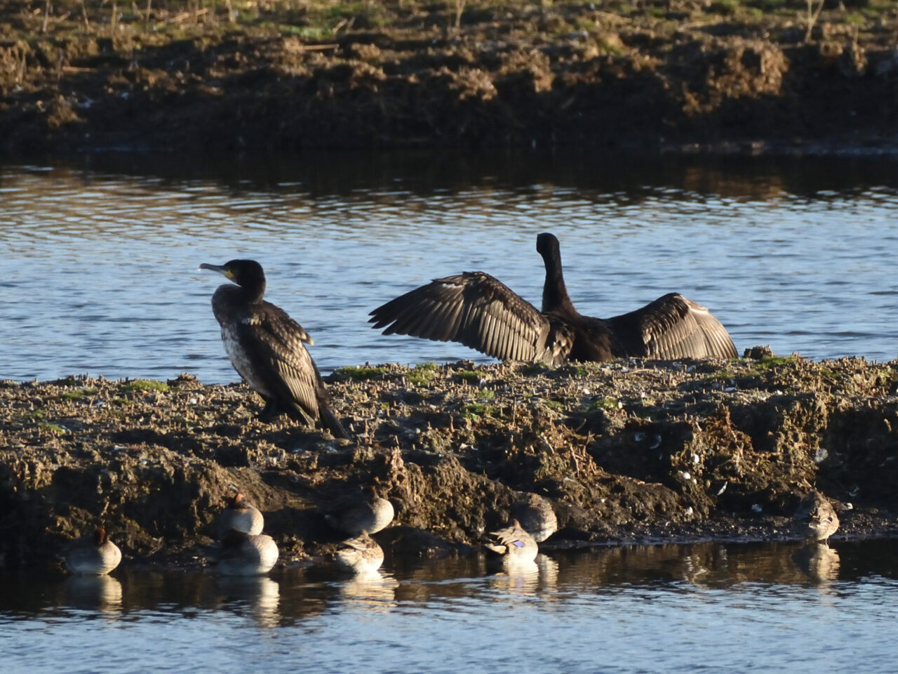 20251016_1059_DSC_10_Grands cormorans et sarcelles d'hiver