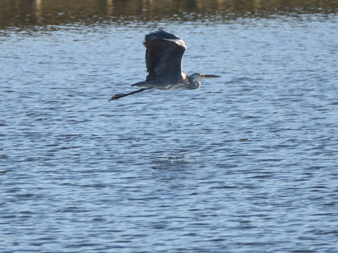 20251016_1059_DSC_12_Heron cendre en vol