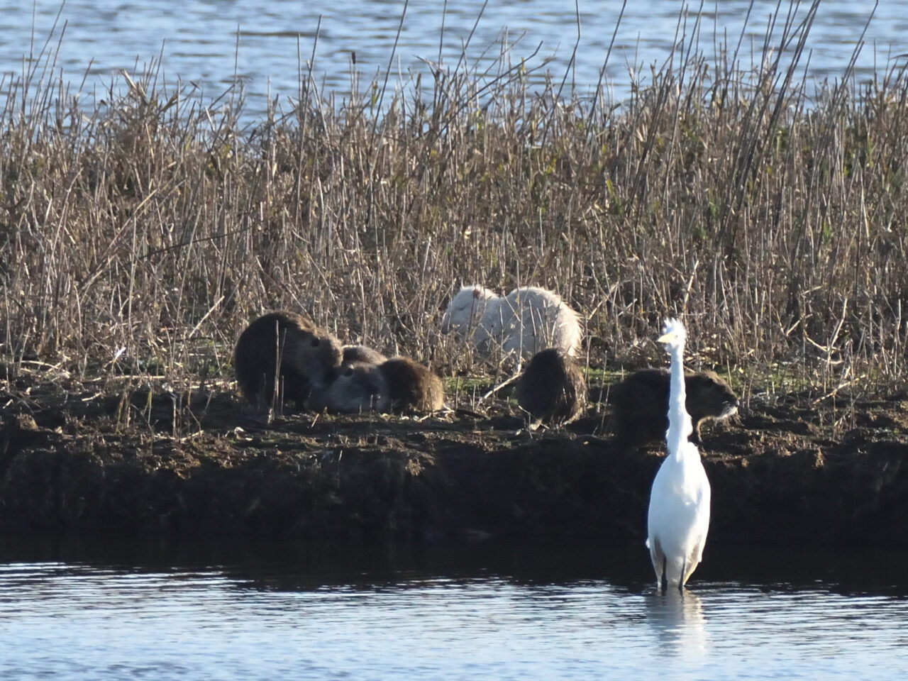 20251016_1059_DSC_13_Grande aigrette_ragondins