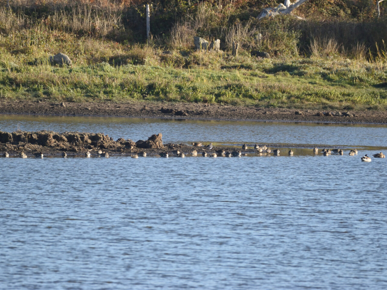 20251016_1059_DSC_16_Sarcelles d'hiver canard siffleur vanneau huppe